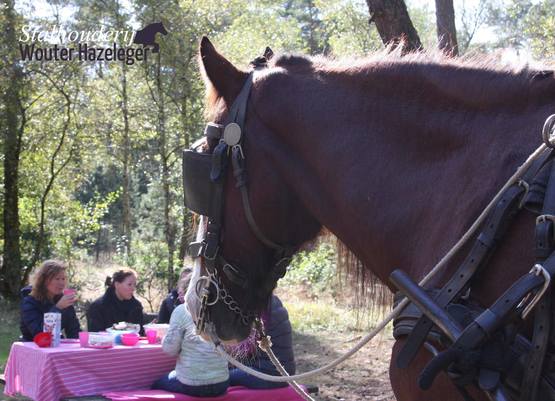 picknick veluwe huifkar vriendinnenuitje gelderland