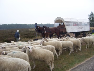 huifkartocht langs schapen veluwe gelderland
