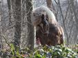 Trekpaard%20bomen%20slepen%20gelderland