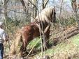 Bomen%20slepen%20met%20paarden%20op%20veluwe