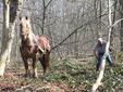 Bomen%20slepen%20met%20trekpaarden%20veluwe